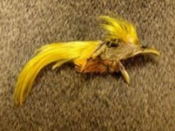 Nature's Spirit Golden Pheasant Crest Streamers