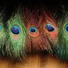 Hareline Dyed Peacock Eye Sticks Feathers & Marabou 1 Hareline Dyed Peacock Eye Sticks Feathers & Marabou
