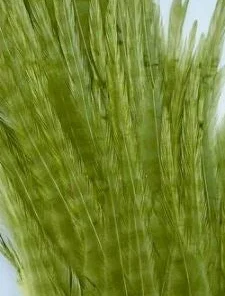 Wapsi Hackle Ewing Wooly Bugger Patch