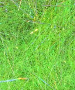 Hareline Lite-Brite Dubbing