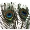 Hareline Peacock Eye Sticks 2 Hareline Peacock Eye Sticks