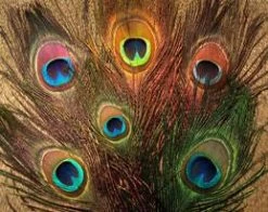 Nature's Spirit Peacock Eye Sticks Feathers & Marabou