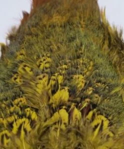 Nature's Spirit Feathers & Marabou Fish Hunter Ringneck Pheasant Rump Patch