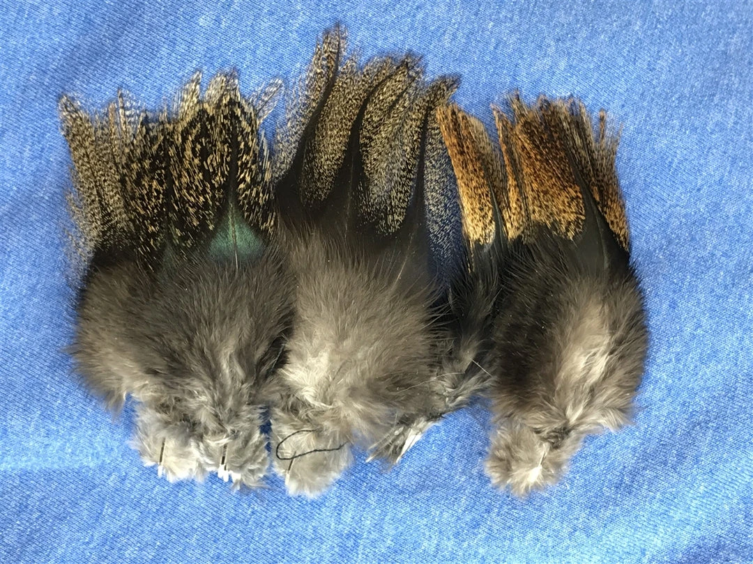 Pablo Hackle Spanish Coq De Leon 3 Pablo Hackle Spanish Coq De Leon