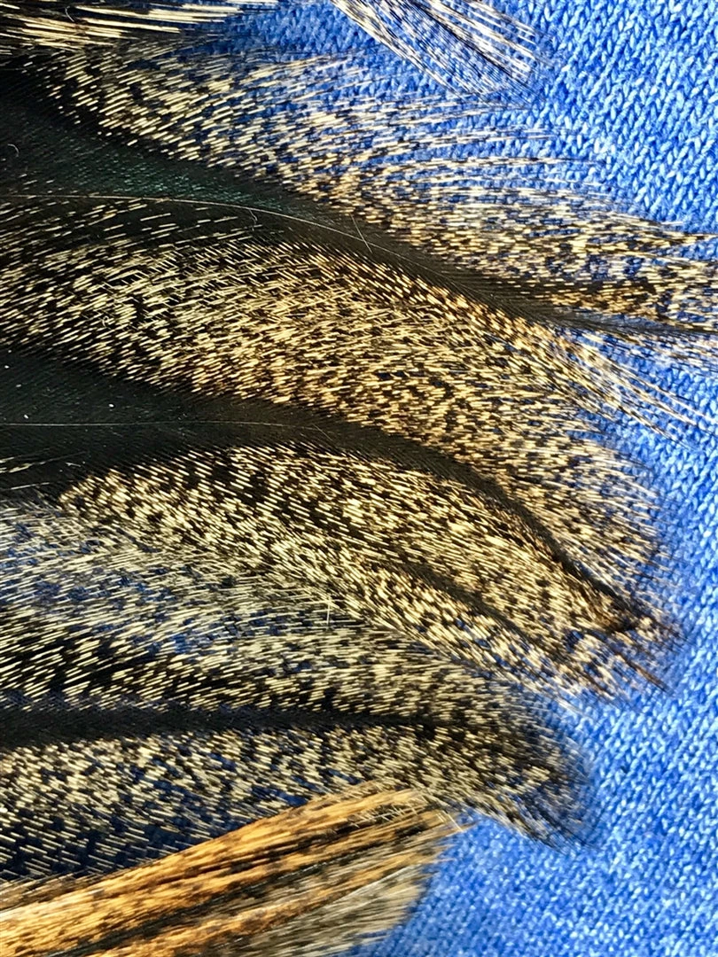 Pablo Hackle Spanish Coq De Leon 5 Pablo Hackle Spanish Coq De Leon