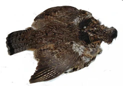 Hackle Nature's Spirit Ruffed Grouse Skin
