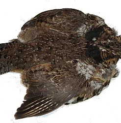 Hackle Nature's Spirit Ruffed Grouse Skin