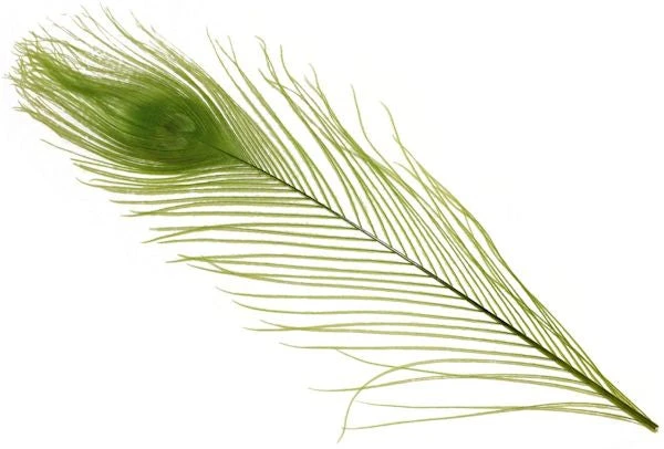 Spirit River Dyed Peacock Eyes Feathers & Marabou 6 Spirit River Dyed Peacock Eyes Feathers & Marabou