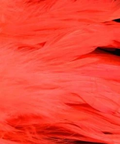 Nature's Spirit Hackle Fish Hunter Select Schlappen