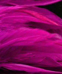 Nature's Spirit Hackle Fish Hunter Select Schlappen