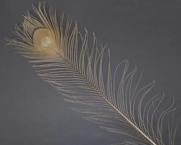 Spirit River Dyed Peacock Eyes Feathers & Marabou 10 Spirit River Dyed Peacock Eyes Feathers & Marabou